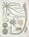 On some Remarkable Forms of Animal Life from the Great Deeps off the Norwegian Coast I. Partly from posthumous manuscripts of the late Professor Dr. Michael Sars. II. Researches on the Structure and Affinity of the Genus Brisinga, based on the Study of a new Species: Brisinga coronata.