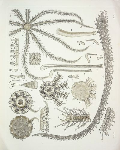 On some Remarkable Forms of Animal Life from the Great Deeps off the Norwegian Coast I. Partly from posthumous manuscripts of the late Professor Dr. Michael Sars. II. Researches on the Structure and Affinity of the Genus Brisinga, based on the Study of a new Species: Brisinga coronata.