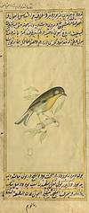 [INDIAN PAINTING ON MANUSCRIPT LEAF: WESTERN YELLOW WAGTAIL BIRD]. Painted in gold and color, overpainted on a manuscript of Ibn Nafis "Mujiz al-Qanun