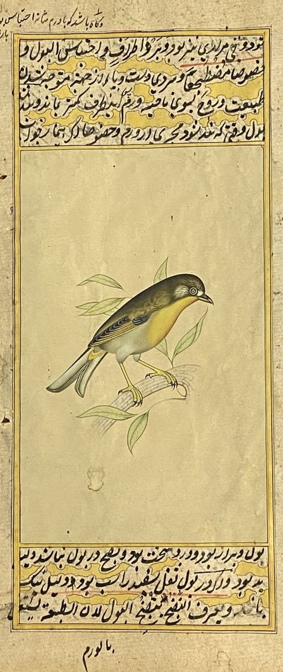 [INDIAN PAINTING ON MANUSCRIPT LEAF: WESTERN YELLOW WAGTAIL BIRD]. Painted in gold and color, overpainted on a manuscript of Ibn Nafis "Mujiz al-Qanun