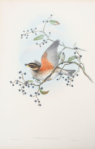 Turdus Iliacus, Linn. Redwing.