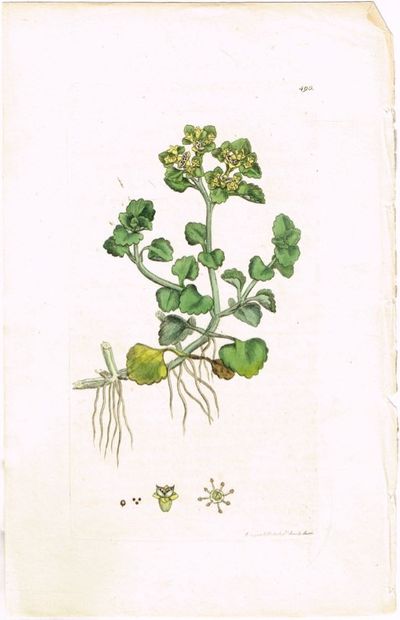 Pl. 490. (Kystmaigull / Chrysosplenium…