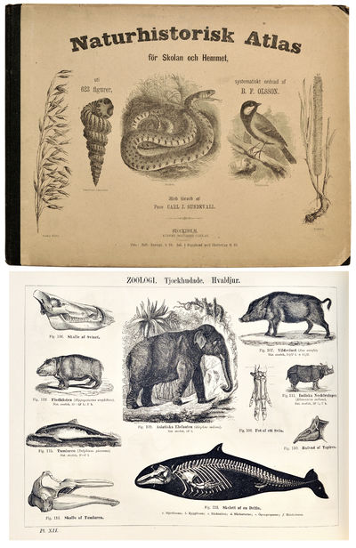 Naturhistorisk atlas för skolan och hemmet uti…