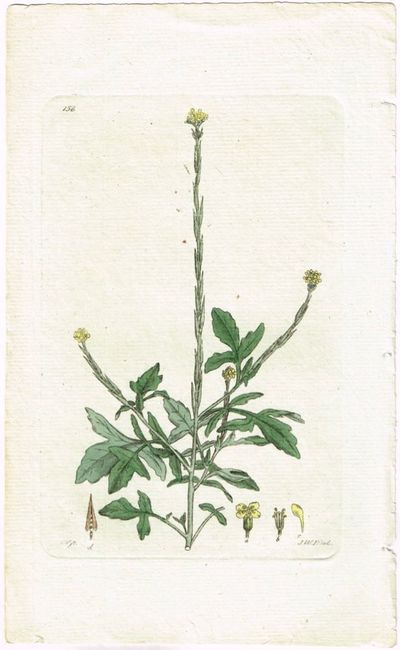 Pl. 158. (Veisennep / Erysimum Officinale). Fra…