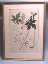 Delphinium altissimum. hand-colored lithograph (plate number 128) Framed