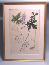 Delphinium altissimum. hand-colored lithograph (plate number 128) Framed