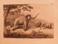 Oriental field sports : being a complete, detailed and accurate description of the wild sports of the East; and exhibiting, in a novel and interesting manner, the natural history of the elephant, the rhinoceros, the tiger, the leopard, the bear, the deer, the buffalo, the wolf, the wild hog, the jackall, the wild dog, the civet, and other domesticated animals; as likewise the different species of feathered game, fishes and serpents; the whole interspersed with a variety of original, authentic, and curious anecdotes, taken from the manuscript and designs of Captain Thomas Williamson, who served upwards of twenty years in Bengal by Thomas WILLIAMSON - 1st - 1808 - from Schilb Antiquarian Rare Books (SKU: 6735)
