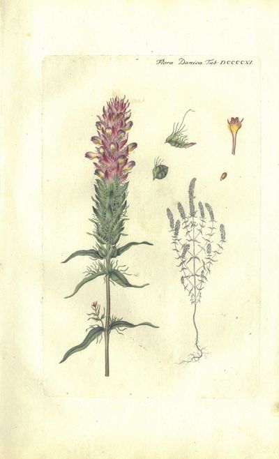 Plansje DCCCCXI  fra Flora Danica. Sjette hefte.