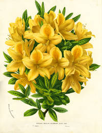 Azalea, Azalea Mollis Glabrior, color chromolithograph print. From the Flore des Serres et des Jardins de l'Europe