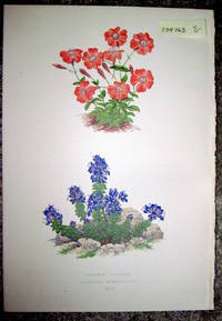 Antique Botanical Chromolithograph- Lychnis Lagascae and Veronica Nummularia.