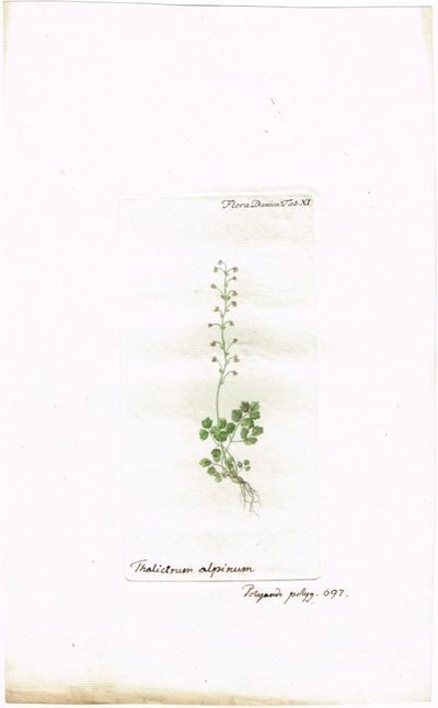 Tab. XI. Thalictrum alpinum (Fjellfrøstjerne).…