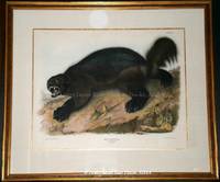 Plate XXVI Wolverine. Gulo Luscus, Lin (Linnaeus). by Rev. John John James & Bachman - Imperial Folio Edition - 1843. - from Lowry-James Rare Prints & Books (SKU: 5717)