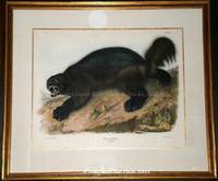 Plate XXVI Wolverine. Gulo Luscus, Lin (Linnaeus).