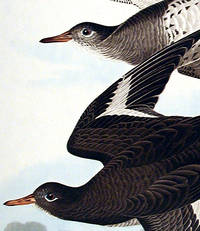 Townsends Sandpiper. From The Birds of America (Amsterdam Edition)