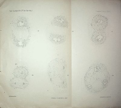 Some observations on the development of the karyokinetic spindle in the pollen-mother-cells of Cobaea scandens Cav.