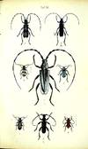 Kaferbuch. Allgemeine und Specielle Naturgeschichte der Kafer Europa's nebft der Unweifung sie zu Sammeln und aufzubewahren, mit 1 schwartzen und 48 colorirten Tafeln [Beetle Book. General and special natural history of the beetles of Europe, together with instructions on how to collect and preserve them, with one black & white and 48 colored plates]