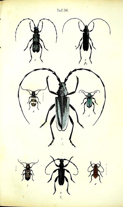 Kaferbuch. Allgemeine und Specielle Naturgeschichte der Kafer Europa's nebft der Unweifung sie zu Sammeln und aufzubewahren, mit 1 schwartzen und 48 colorirten Tafeln [Beetle Book. General and special natural history of the beetles of Europe, together with instructions on how to collect and preserve them, with one black & white and 48 colored plates]