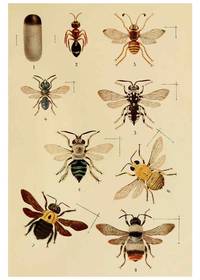 cover of Reproducción/Reproduction 6279514163: Indian insect life Calcutta ;Thacker, Spink & Co., W. Thacker & Co., 2 Creed Lane, London,1909