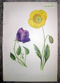 Antique Botanical Chromolithograph- Campanula Turbinata And Papaver Nudicaula. - 