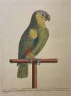 The Green and Yellow Parrot from Barbadoes