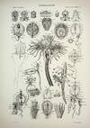 42 FINE PLATES. Selections from Embryological Monographs I. Crustacea; II. Echinodermata; III. Acalephs and Polyps TOGETHER WITH Bibliography to Accompany I. Crustacea and Bibliography to Accompany III. Acalephs