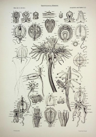 42 FINE PLATES. Selections from Embryological Monographs I. Crustacea; II. Echinodermata; III. Acalephs and Polyps TOGETHER WITH Bibliography to Accompany I. Crustacea and Bibliography to Accompany III. Acalephs