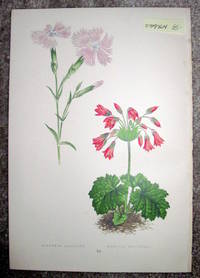 Antique Botanical Chromolithograph- Dianthus Gallicus and Cortusa Matthioli.