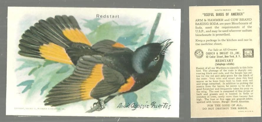 Advertisement - Victorian Trade Card for Arm and Hammer Baking Soda, Useful Birds of America Series, the Redstart