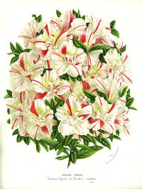 image of Azalea Indica, color chromolithograph. From the Flore des Serres et des Jardins de l'Europe. White, red flower print
