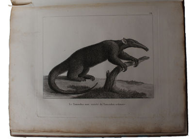 Voyages dans l'Amérique Méridionale, par Don Félix De Azara, Commissaire Et Commandant Des Limites Espagnoles Dans Le Paraguay, depuis 1781 jusqu'en 1801. - [MAIN WORK ON THE RIO DE LA PLATA-REGION] (photo 5)