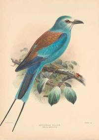 cover of Reproducción/Reproduction 48706417326: A monograph of the Coraciidae, or family of the rollers.. Kent,The author,1893..