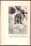 View Image 3 of 4 for Moths and Butterflies Inventory #31970