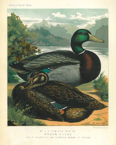 Originalt kromolitografi fra “Cassell’s Poultry…