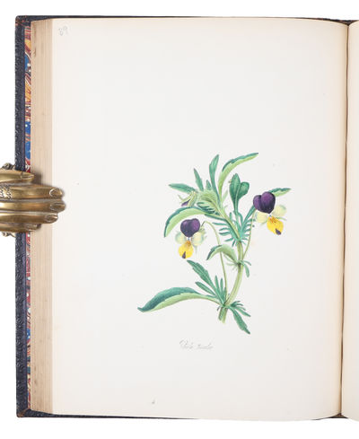 Plantæ Utiliores; or Illustration of Useful Plants, Employed in the Arts and Medicine. 4 vols. - [SCARCE COMPLETE SET OF MISS BURNETT'S STUNNING MEDICINAL PLANTS] (photo 11)