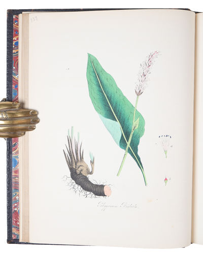 Plantæ Utiliores; or Illustration of Useful Plants, Employed in the Arts and Medicine. 4 vols. - [SCARCE COMPLETE SET OF MISS BURNETT'S STUNNING MEDICINAL PLANTS] (photo 13)
