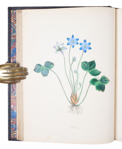 Plantæ Utiliores; or Illustration of Useful Plants, Employed in the Arts and Medicine. 4 vols. - [SCARCE COMPLETE SET OF MISS BURNETT'S STUNNING MEDICINAL PLANTS] (photo 7)