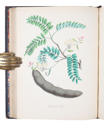 Plantæ Utiliores; or Illustration of Useful Plants, Employed in the Arts and Medicine. 4 vols. - [SCARCE COMPLETE SET OF MISS BURNETT'S STUNNING MEDICINAL PLANTS] (photo 9)