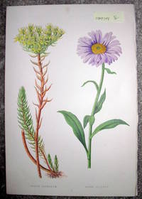 image of Antique Botanical Chromolithograph- Sedum Reflexum and Aster Alpinus