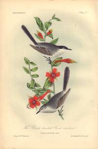 image of The Black headed Gnat catcher: Culicivora atricapilla
