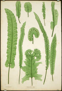 cover of Scolopendrium vulgare.