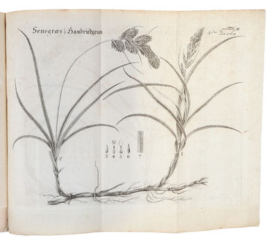 Beschreibung der Sandgewächse und ihrer Anwendung zur Hemmung des Flugsandes auf der Küste von Jütland, zum Gebrauch der Sanddünenbewohner auf Königl. Befehl herausgegeben. Aus dem Dänischen von J. Petersen. (photo 6)