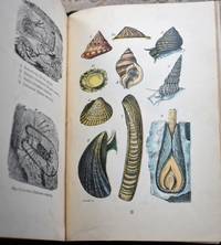 THE COMMON OBJECTS OF THE SEA-SHORE Including Hints For An Aquarium by Rev J G Wood - 1912