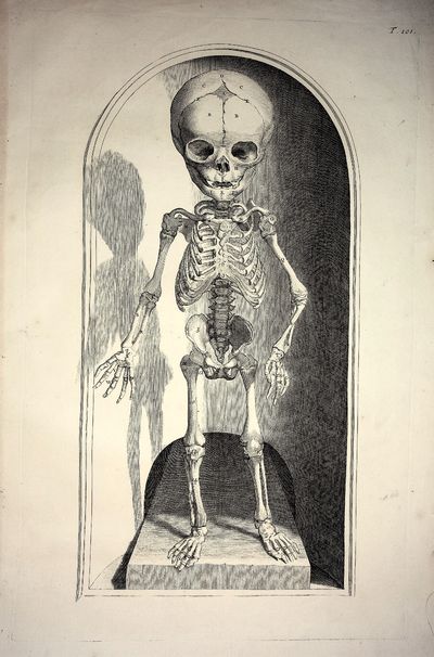 READY TO FRAME. Infant Skeleton - Plate 101 from Bidloo, Anatomia Humani Corpus