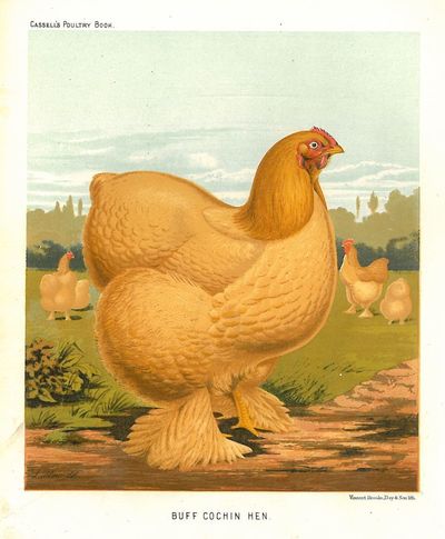 Originalt kromolitografi fra “Cassell’s Poultry…