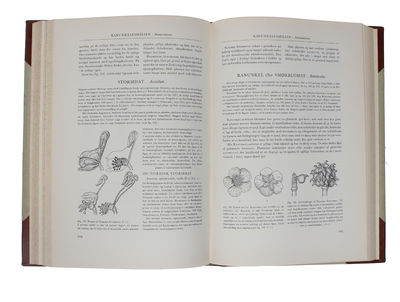Danmarks Vilde Planter. Med et Udvalg af vore Nordiske nabolandes Flora. Tegninger af Henning Anthon. 2 Bd. + Tavler. (photo 3)