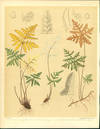 Gymnogramme Triangularis