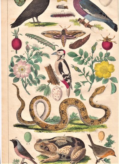 Håndkoloreret planche nr. 21