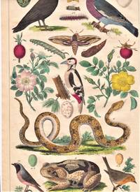 Håndkoloreret planche nr. 21