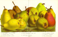 Pears, chromolithograph print - an assortment including Deux Soeurs, Petite Marguierite, Duc de Nemours. From the Flore des Serres et des Jardins de l'Europe. Gold, green and red fruit print