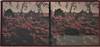 View Image 1 of 3 for 25 autochrome stereoviews of an English country house and garden ca.1920 Inventory #22032